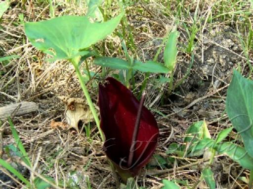 Bengal Arum